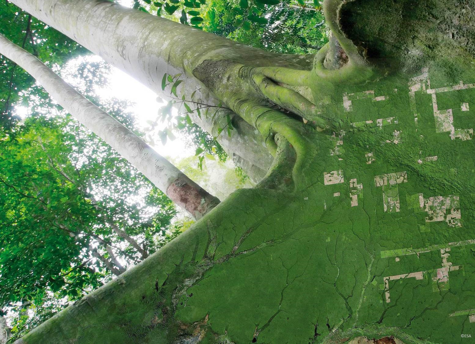 A composite image blending a close-up view of a tree trunk with an aerial view of a forest, highlighting deforested areas.