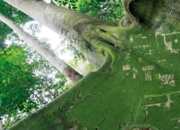 A composite image blending a close-up view of a tree trunk with an aerial view of a forest, highlighting deforested areas.